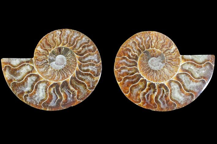 Agate Replaced Ammonite Fossil - Madagascar #145921